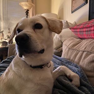 Meet your Posher, Kip